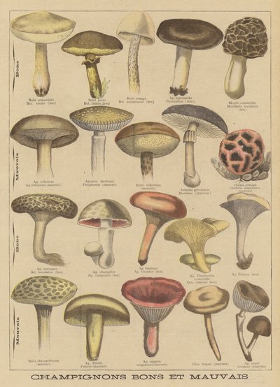 Edible and poisonous mushrooms by French School